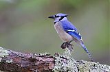 Blue Jay